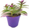 Fangblatt - Tradescantia fluminensis 'tricolor' - zauberhafte Ampelpflanze - Dreimasterblume - dreifarbige Grünpflanze Dekoration