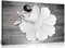 Kunstdruck auf Leinwand, Ballerina-Tänzerin, 76,2 x 50,8 cm, Schwarz / Weiß
