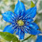 3: 100 Stücke Seltene Klettern Blau Clematis Hybridas Samen Topf Balkon Clematis Blume Pflanze Blaue Blume Für Hausgarten Flores Para