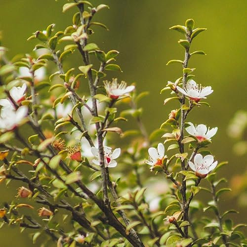 50 pcs manuka pflanze samen - winterharte pflanzen für garten,Leptospermum scoparium, blumensamen gastgeschenk kleines geschenk für frauen bäume kaufen nachhaltige geschenke
