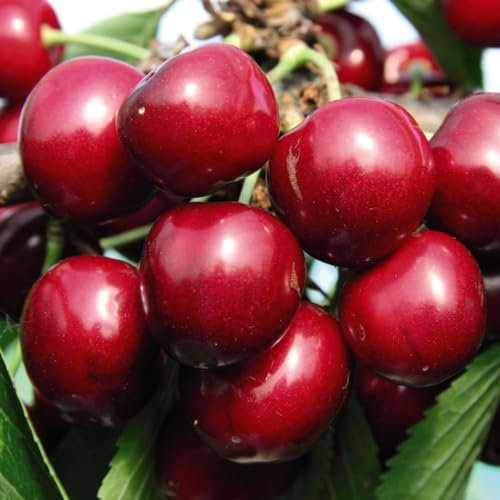 Cherry 'Sunburst' Tree - Early Cropping, Self-Fertile - Ideal for Patio Containers - Large, Dark Red Cherries - 1x 24cm Potted Plant by Thompson & Morgan