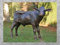 IDYL Bronze-Skulptur Kalb | 95x45x132 cm | Tierfigur aus Bronze handgefertigt | Gartenskulptur oder Teich-Dekoration | Hochwertiges Kunsthandwerk | Wetterfest
