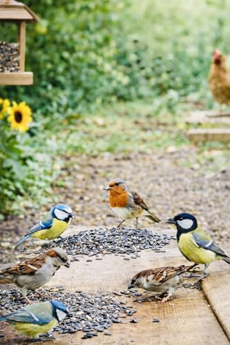 Graines de Tournesol Entières pour Oiseaux du Jardin & Basse-Cour, Alimentation Animale, Sac de 2,8 kg / 4,6 kg / 15 kg, Origine France MGI Développement (15KG)
