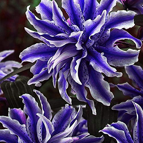 SVI Frische 200 Stück Taglilie Flowersseeds zum Anpflanzen Blau
