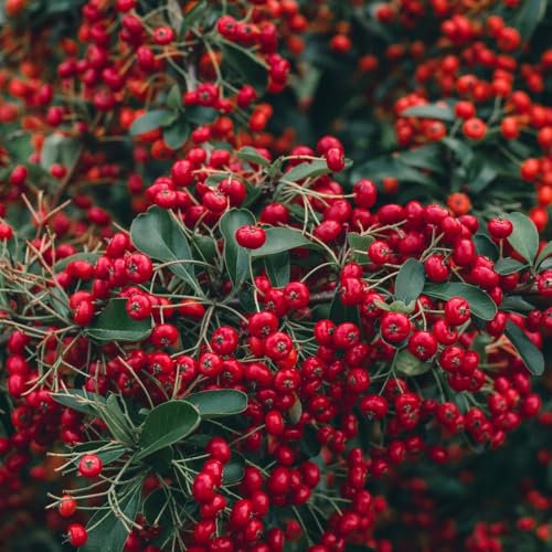 Pyracantha coccinea 'Red Column' - Columnar Evergreen with Vibrant Red Berries and Attractive White Flowers, Ideal for Hedges and Wall Covering, 1x 1.7 Litre Pot by Thompson & Morgan