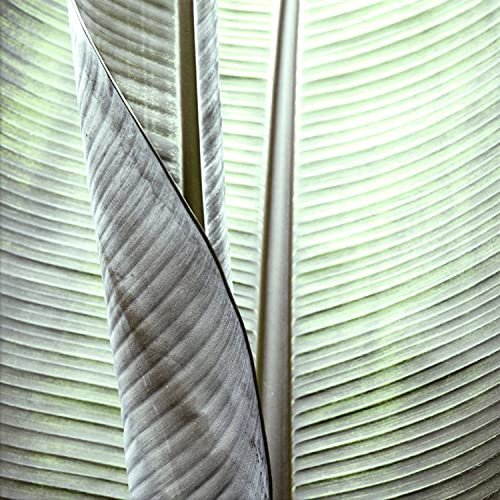 artissimo Glasbild 30x30 cm Palmenblatt Close-up AG4057A – Bild aus Glas, Wandbild Natur modern grün, botanische Wanddeko quadratisch