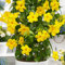 Haloppe 100 Stücke Mandevilla Sanderi Blumen Pflanzen Samen für Hausgarten Pflanzen, Klettern Mandevilla Sanderi Samen Bonsai Mehrjährige Topfpflanze Gelb