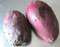 10 Indica Fig Cactus Seeds -Opuntia