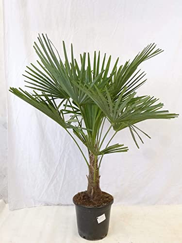[Palmenlager] - Winterharte Palme -Trachycarpus fortunei- 130 cm - Stamm 30 cm/Chinesische Hanfpalme - 17°C