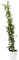 Verdecora Buganvilla Piramide | Flor de Papel | Planta natural de exterior con flor en maceta con tutor | Planta trepadora | Perfecta para decorar el jardín, balcón, terraza (Maceta 3L)