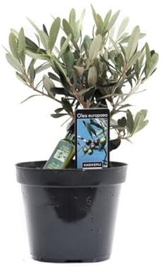 Olivo DECOALIVE Árbol Miniatura Planta Natural