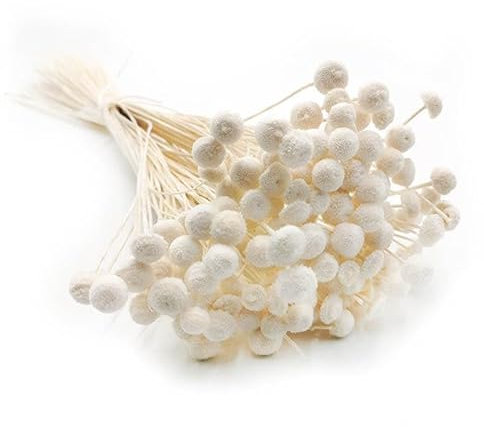 mech-mech Getrocknete Blume - Botao Amarelino (Amarelinho) - Weiß