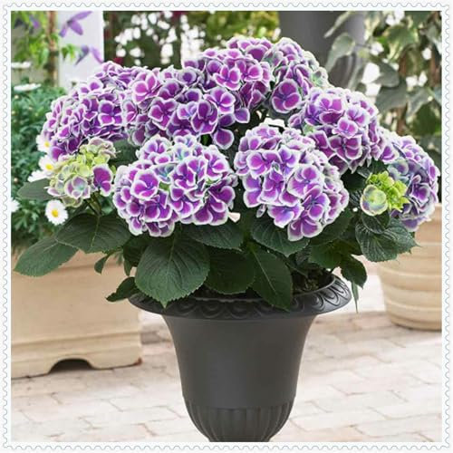 Hortensien in seltenen Farben, extrem winterharte Blumenzwiebeln, Staude, Brautstrauß, romantisch, Innen- und Gartendekoration-5 zwiebeln-A