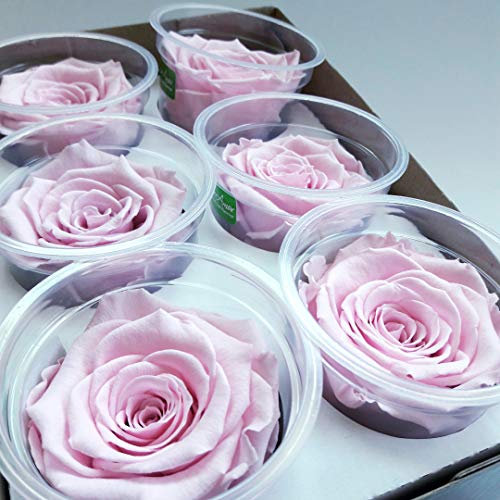 mamikatou Roses éternelles Rose Pastel ou Roses stabilisées vendues par 6