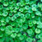 Beförderung! 100PCS Dichondra repens Rasensamen Hängen Dekorative Gartenpflanzen Bonsai leicht Topf 100% Echte Samen