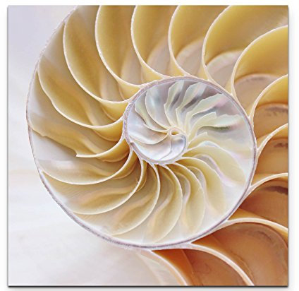 Paul Sinus Art Leinwandbilder | Bilder Leinwand 60x60cm Nautilus Muschel