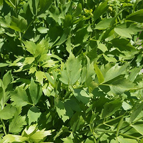 Seeds 778mg levistico Semi ~ 50 ~ Conte aphrodesiac Herb ~ foglie commestibili Semi & Root
