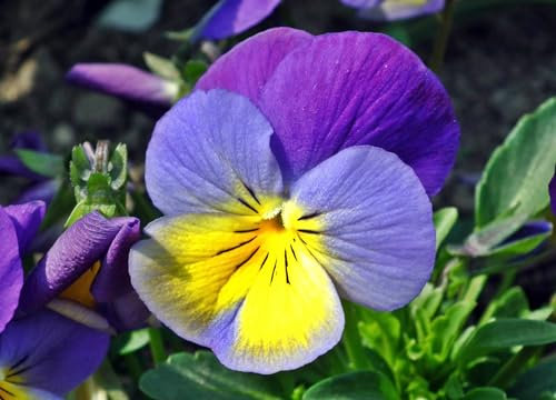 Acker Stiefmütterchen (Viola arvensis) Samen. Zier- und Heilpflanze (1000 Samen = 0,9g)
