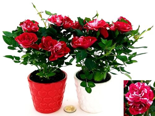 POWERS TO FLOWERS - ROSA DA GIARDINO NANA, RAMPICANTE e RIFIORENTE, ROSA ROSSA BICOLORE, 2 PIANTE, VASO 8CM, IN VASO CERAMICA CUORI, Piante Vere