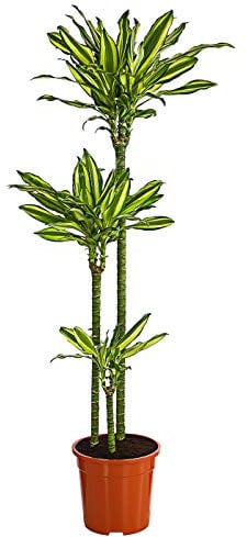 Dehner Drachenbaum Golden Coast, gelb-grün panaschiert, ca. 120-130 cm, Ø Topf 24 cm, Zimmerpflanze