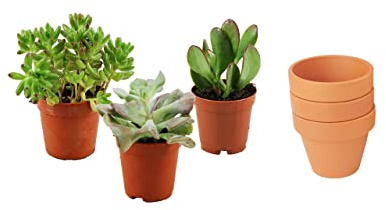 ZynesFlora Succulentes Naturelles en pot de fleurs terre cuite Ø 8.1 cm - Lot de 3 - Hauteur: 5-10 cm - Mélange de Succulentes Petite Variétés Diverses Plantes Grasses d'Intérieur