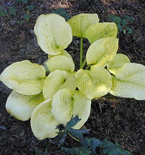 Grünblattfunkie Zounds - Hosta sieboldiana - lebende Gartenpflanze aus den Baumschulen