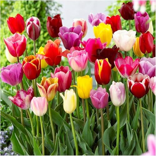Tulpen zwiebeln mehrjährig Mix-Mysteriöse magische Glühbirne, Winterhart pflanzen,Luftreinigung, Lebende Pflanzen-6zwiebeln-f