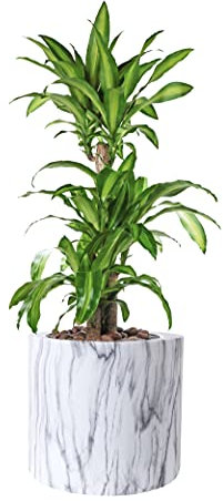 wuuhoo® Jardinière en marbre blanc avec insert Lily – Pot de fleur, Vase à poser étanche en fibre de verre résistant au gel 40 cm