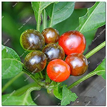 Kirsche Pfeffer sät Gemüse Hausgarten Bonsai Chile Pflanze Nicht-GVO-Garten-Dekoration Küche Würzen von Speisen 200 Stück 1