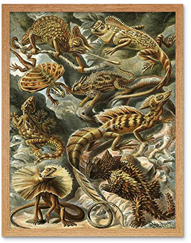 Wee Blue Coo Nature Ernst Haeckel Iguana Lizard Biology Germany Vintage Ad Art Print Framed Poster Wall Decor Kunstdruck Poster Wand-Dekor-12X16 Zoll