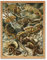 Wee Blue Coo Nature Ernst Haeckel Iguana Lizard Biology Germany Vintage Ad Art Print Framed Poster Wall Decor Kunstdruck Poster Wand-Dekor-12X16 Zoll