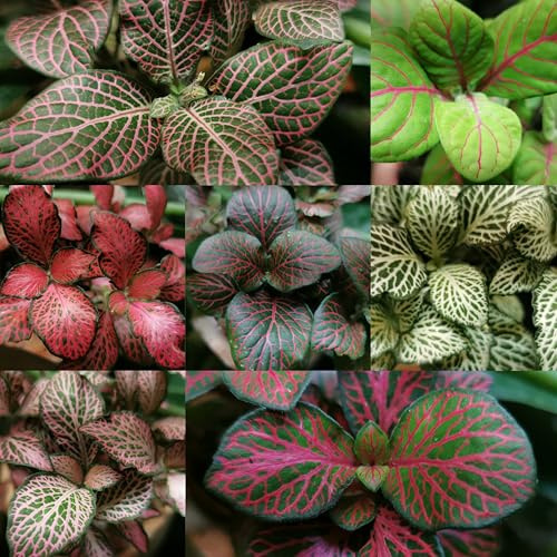 Rarität 3 Pflanzen : Verschiedene Fittonia Mix Pünktchenblume, Fittonie - Terrarium, Zimmerpflanze