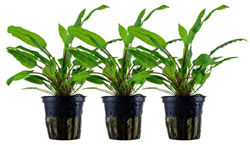 AquaOne Aquarium Pflanze 3 Stück Cryptocoryne wendtii 'Green' I Wasserpflanze Aquariumpflanze Rosette voll durchwurzelt einfach pflegeleicht Aquascaping Dekoration