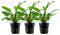 AquaOne Aquarium Pflanze 3 Stück Cryptocoryne wendtii 'Green' I Wasserpflanze Aquariumpflanze Rosette voll durchwurzelt einfach pflegeleicht Aquascaping Dekoration