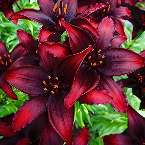Orientalische Lilien Kollektion (2-6Pflanzen/Zwiebeln) Mix Von 3 Sorten Für Garten,3 Von Jeder Farbe,Lilien Zwiebeln Winterhart Mehrjährig,Garten Lilien Pflanzen (2Zwiebeln,A)