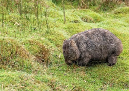 CALVENDO Poster 59,4 x 42,0 cm Querformat Süßer Wombat| Bilder, Kunstdruck, Wandbild, Wanddeko, Prints ohne Rahmen