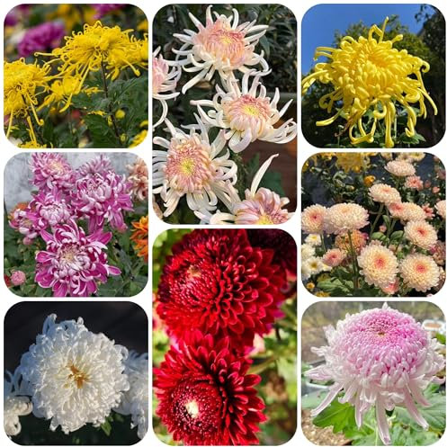 Semillas resistentes de crisantemo, semillas de flores. ramo de novia de flores de otoño bonsais de jardin interior cobertura del suelo, plantas de jardín para exterior, plantas de 250pcs