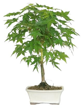 KENTIS - Bonsai Acer Palmatum Bi Hoo - Acero Palmato - Pianta Vera da Esterno Ornamentale - H 32/42 cm Vaso in Ceramica 18 cm