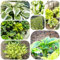 pianta di hosta resistente - semi piante da giardino piante d'appartamento che purificano l'aria hosta perenne - rare - esotiche da balcone semi di prato fiorito per giardinieri 500pcs