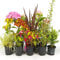 Gardeners Dream Pflanzen Set - 5 Winterharte Pflanzen für Garten - Grünpflanzen, Gräser, Sträucher & Kletterpflanzen winterhart mehrjährig Mischung - Winterharte Pflanzen für Balkon & Kübel