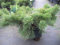 Pinus mugo Krauskopf - Bergkiefer Krauskopf 30-40
