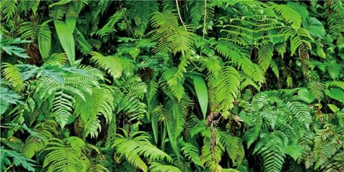 MIRRORANG 120x50cm Fond de Terrarium Tropical Plantes Tropicales Feuilles Fond d'aquarium forêt Tropicale Habitat de Reptiles Fond Fond de Vinyle Durable
