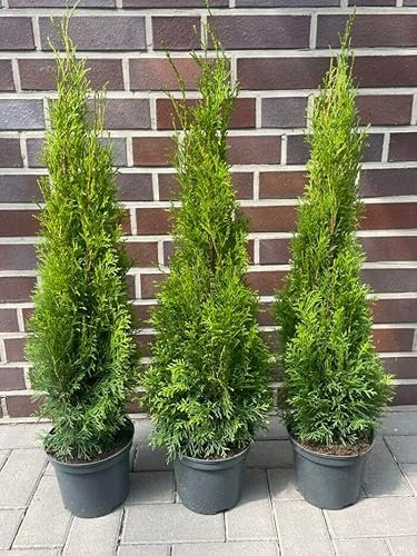 10st. Thuja Smaragd 120-150cm ohne Topf gemessen Heckenpflanzen Lebensbaum Immergrüne Heckenpflanze