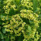 80 pcs spindelstrauch winterhart samen, gartenpflanzen, stauden winterhart (Euonymus japonicus) samen geschenk, blumengarten winterharte pflanzen, bodendecker winterhart pflanzen winterhart