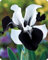Iris Zwiebeln, Einfach Anzubauen, Perfekte Geschenkidee Pflanzen, SchöNe GroßE Blume, PräChtig BlüHende BlüTen, Mix Blumenzwiebel, Winterhart SchöN Zwiebeln,-15zwiebeln-C