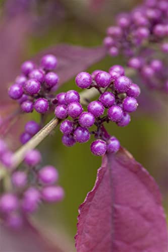 Callicarpa dichotoma 'Issai' 80-100 cm – Winterhart, Mehrjährig & Pflegeleicht – Schönfrucht – Zierstrauch für Garten & Rabatte