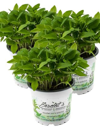 3er Set Thai-Basilikum, Marktfrische Pflanze