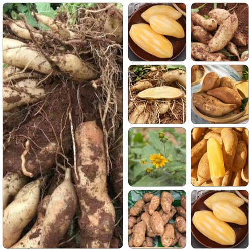 Yacon - gartenpflanzen winterharte stauden mehrjährig gemüsesamen büropflanzen topfpflanzen draußen winterhart bodendecker winterharte kübelpflanzen pflanztopf obstsamen zimmerpflanze 300samen