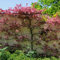Rotbuche Samen, Fagus sylvatica, winterharte balkonpflanzen Rotbuche Baum Kaufen, immergrüne pflanzen winterhart baum pflanzen, bäume kaufen topfpflanzen draußen winterhart exotische 150pcs