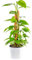 Bonplants Pothos, Pianta Vera da Appartamento (Tutore, V 19, h 70 cm)